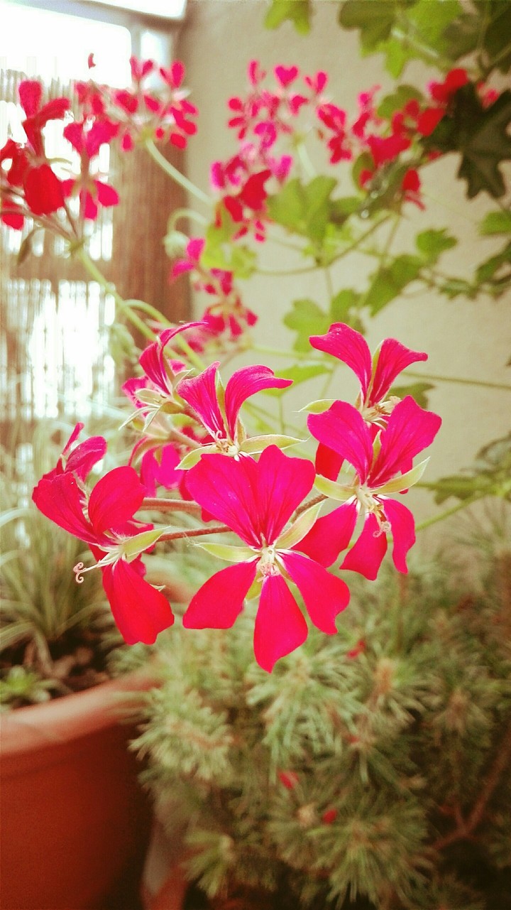 Flower
