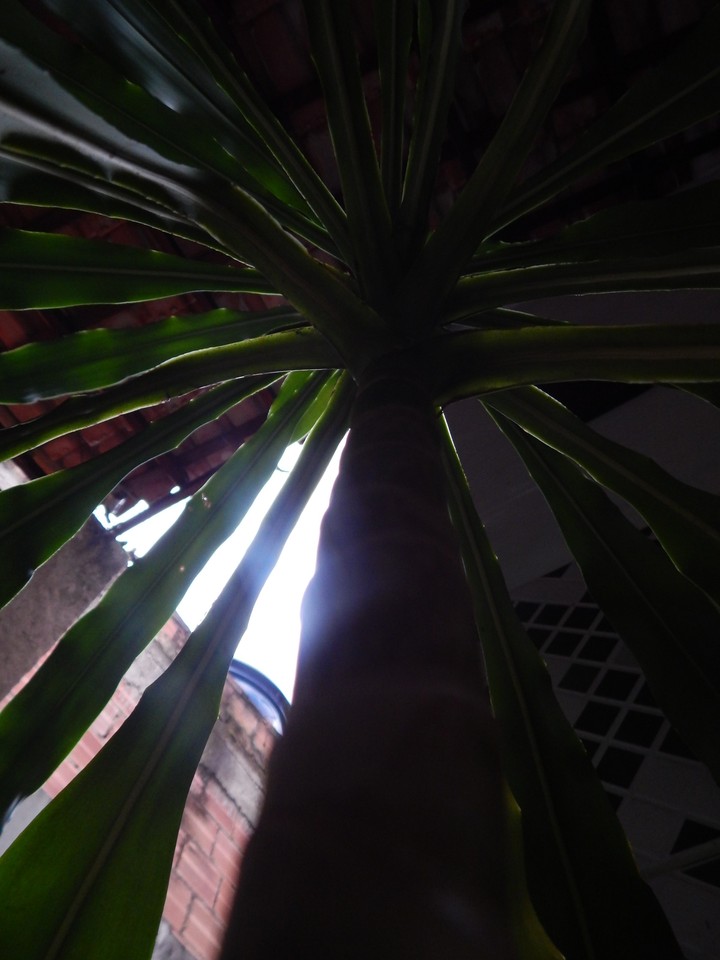 #plant #planta #photography