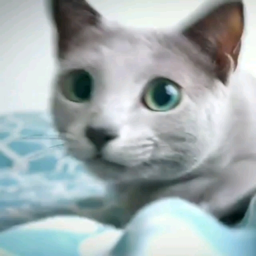 cats