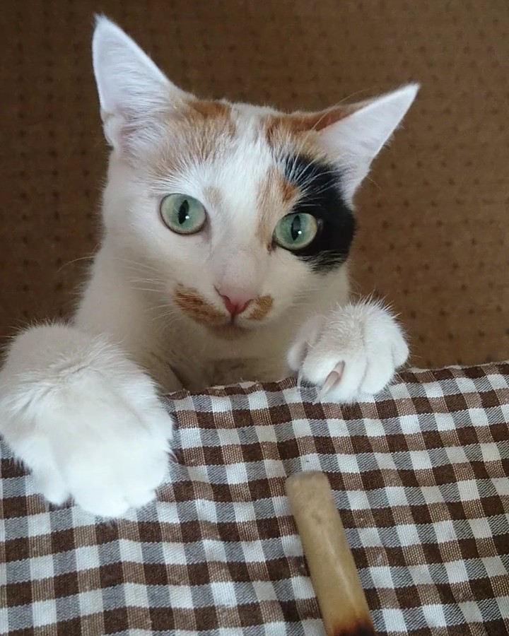 Cat, Animal,