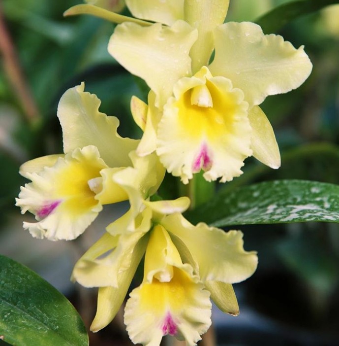 orchid yellow