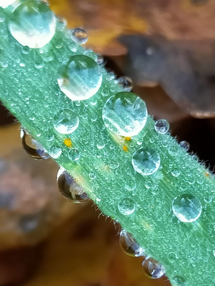 water drops