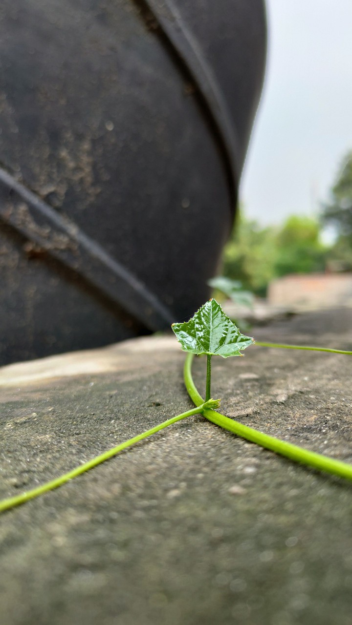 leaf
