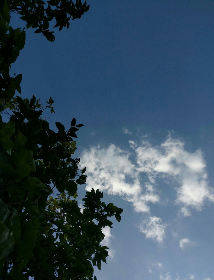 Sky over tree leafs