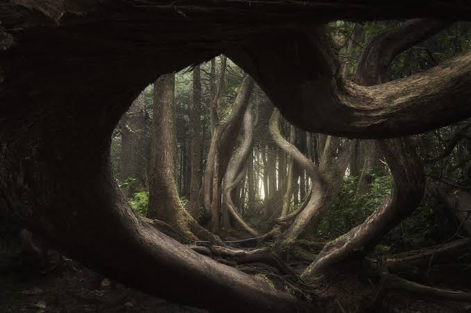 twisted trees