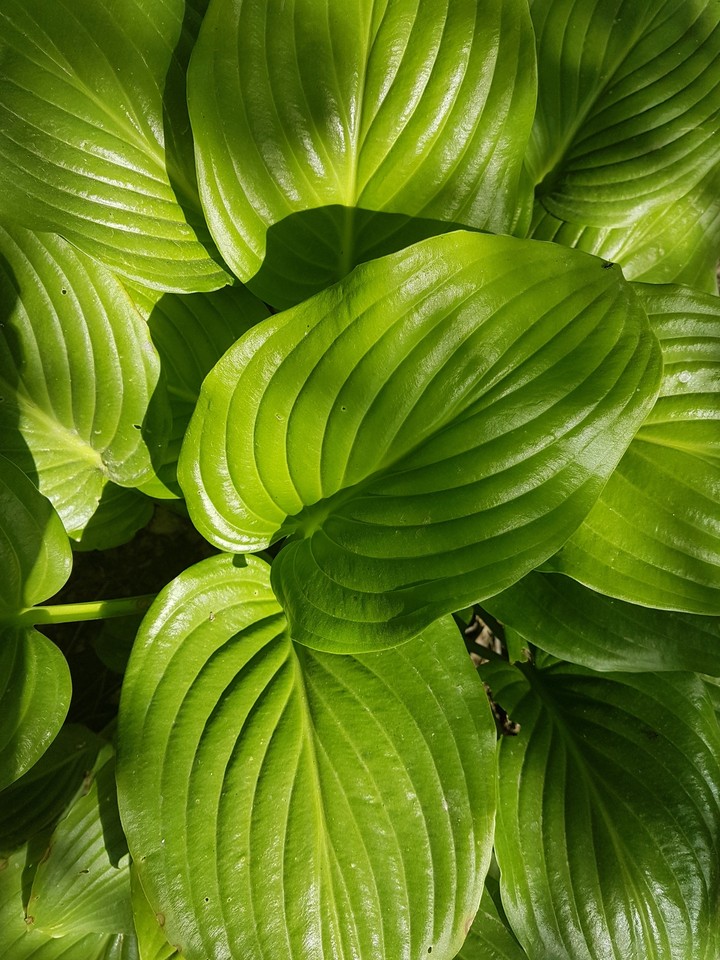Lily  hosta