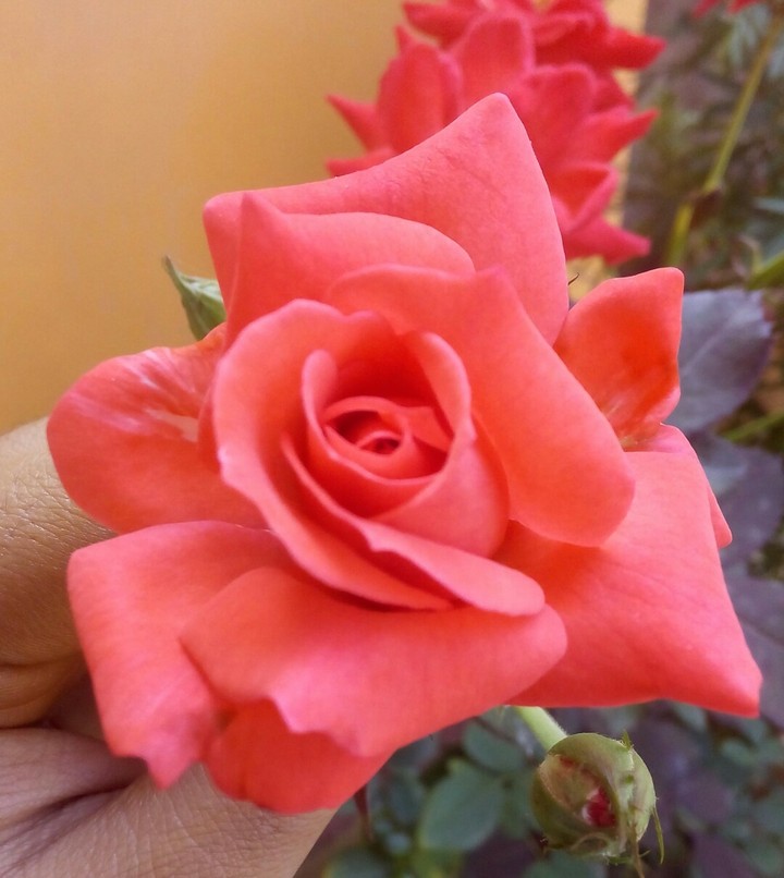 rose