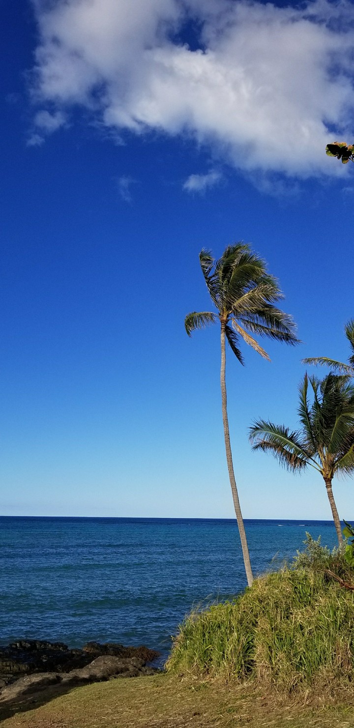 hawaii beach