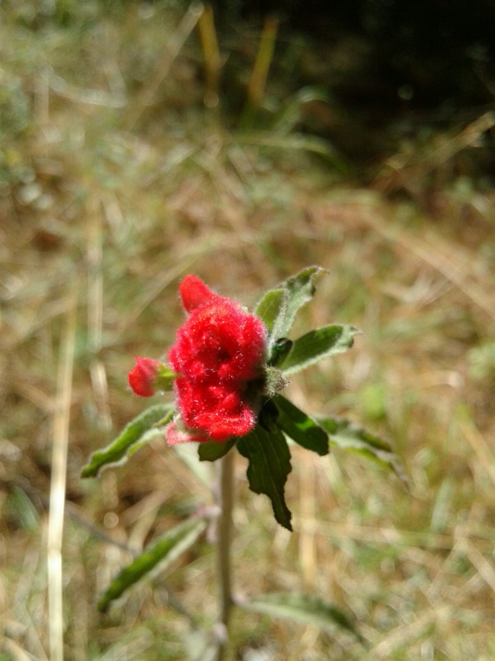 flor