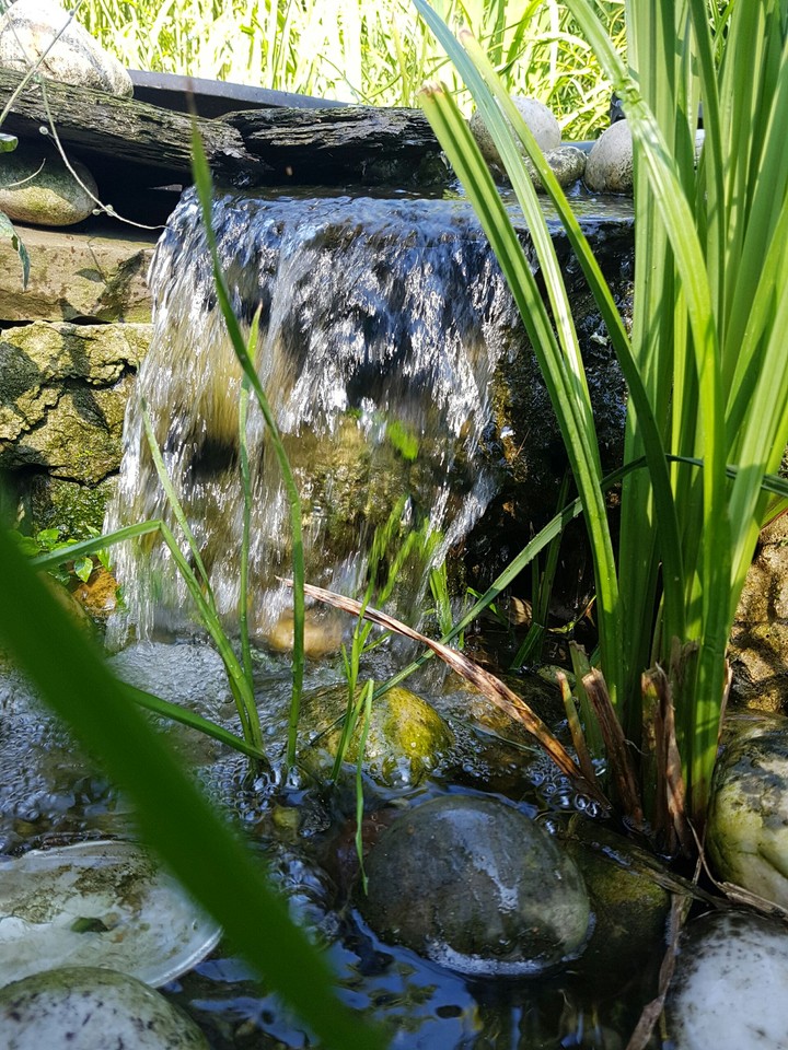 my garden