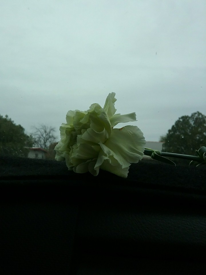 Flower and a Rainy day.