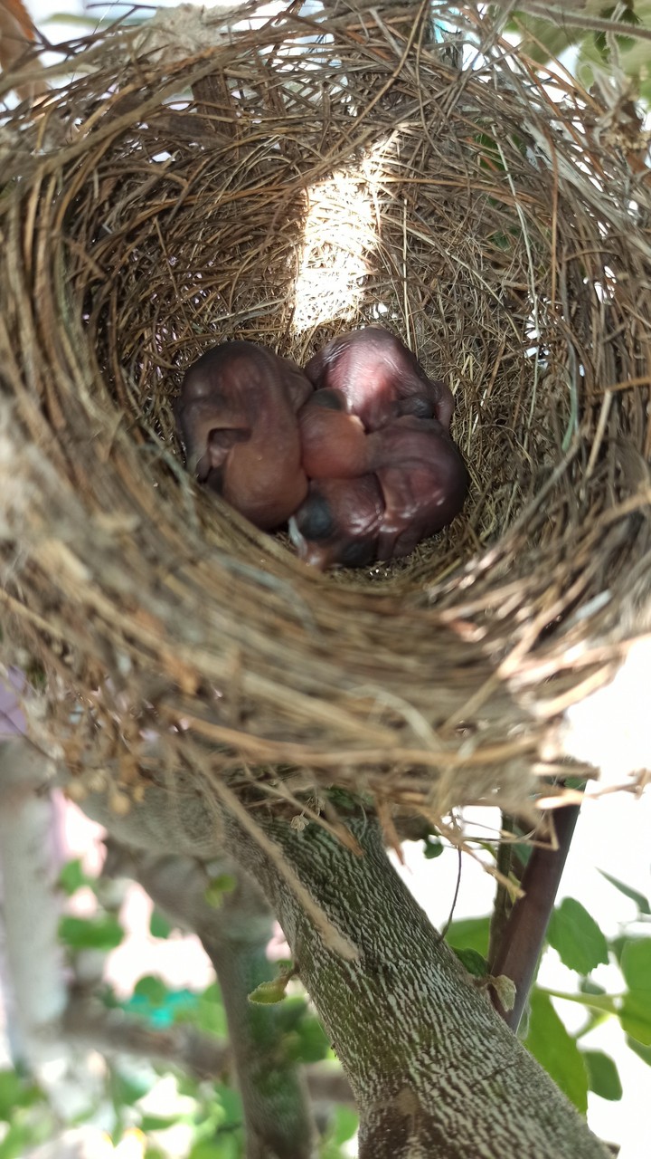 bird babies