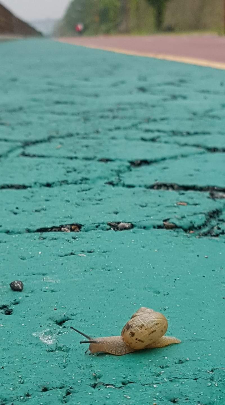 snail
