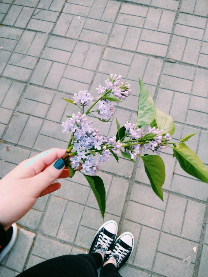 Сирень