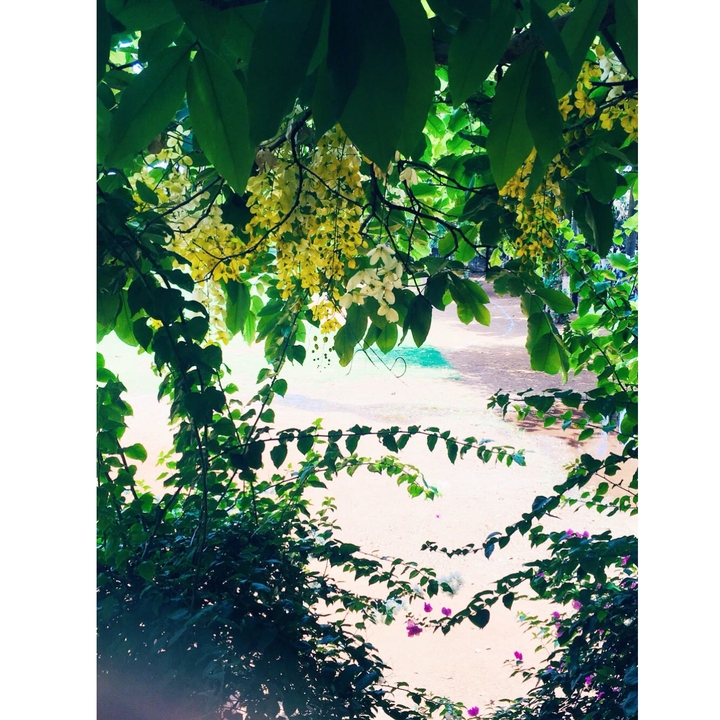 summer✨