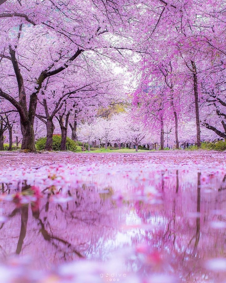 pink way