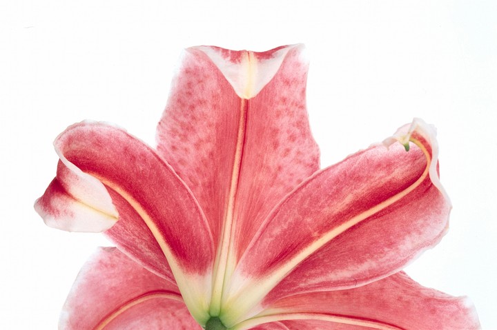 Beautiful Flowers