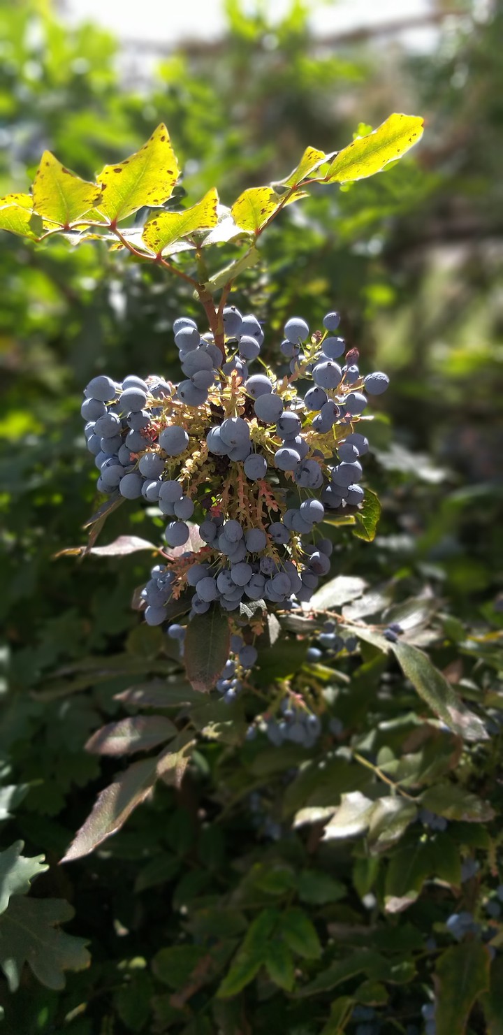 Berries