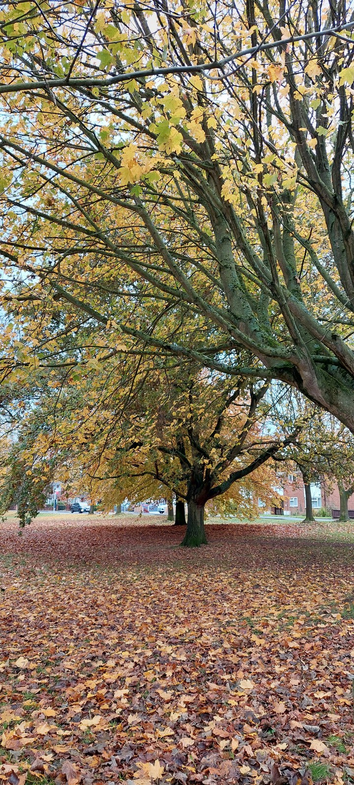 Autumn beautiful colours