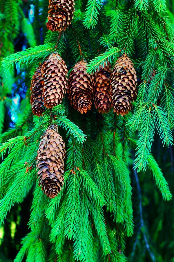 spruce