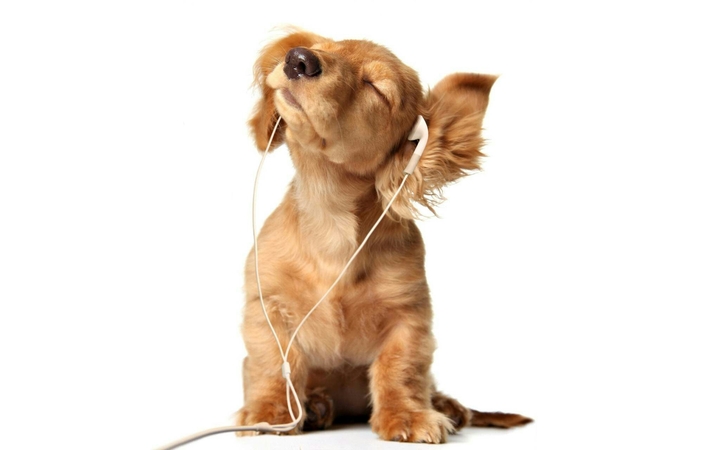 #Dog #Music