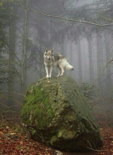 Wolf