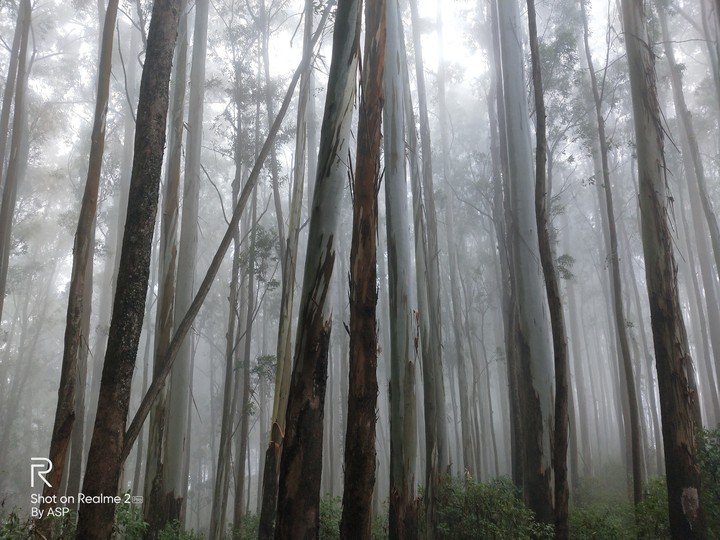 mist
