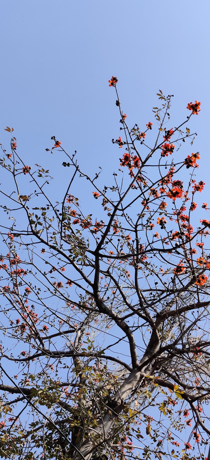 blossom