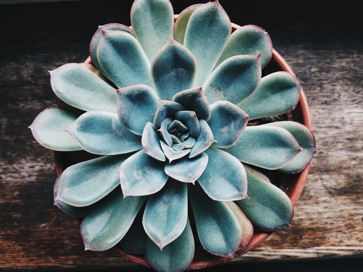 succulent