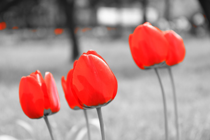 Tulips