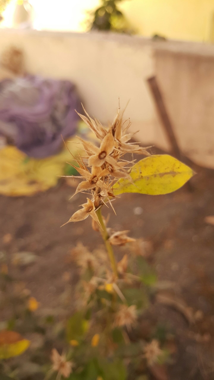 dried flower