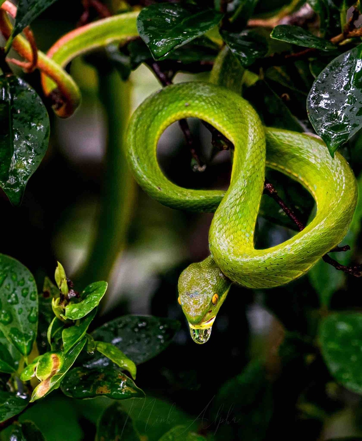 snake