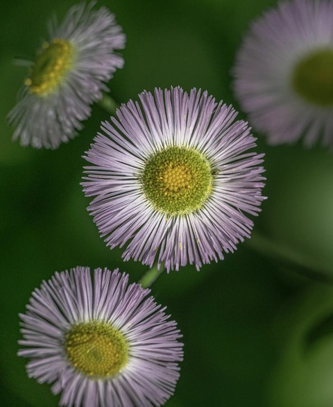 petal, flower Hintergrundbilder