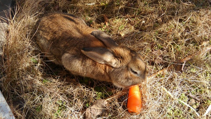 rabbit