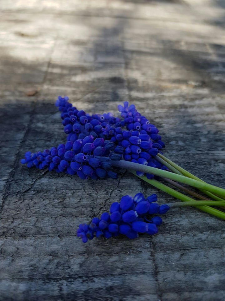 blue flowers