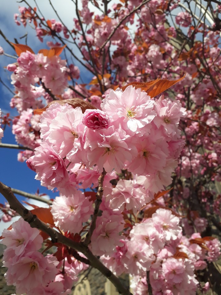 flawer