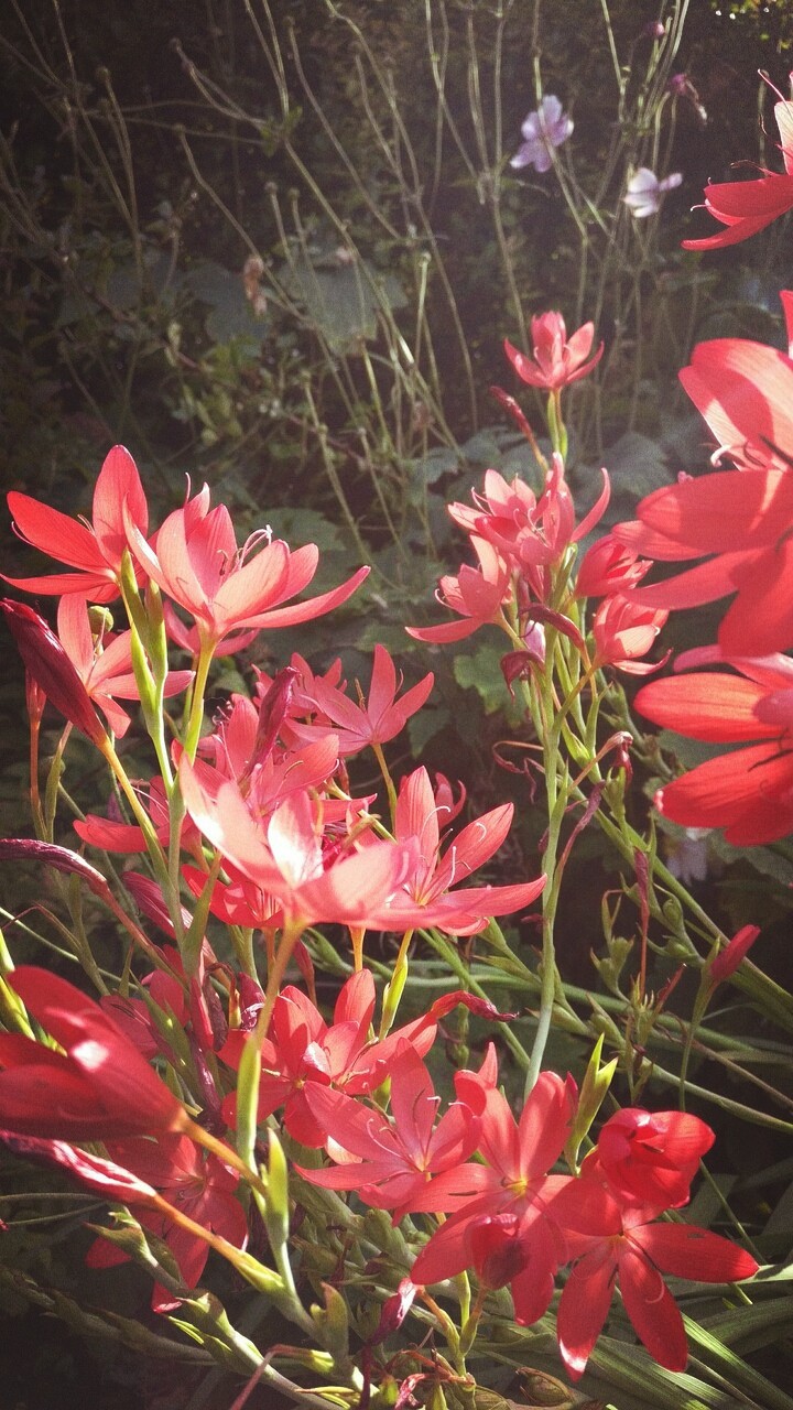 Love flowers