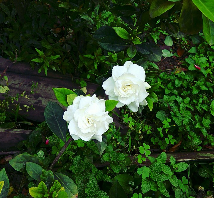 Jasmine