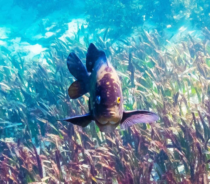 Fish