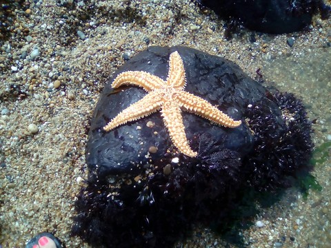 רקעים starfish, organism