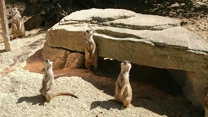 meerkats