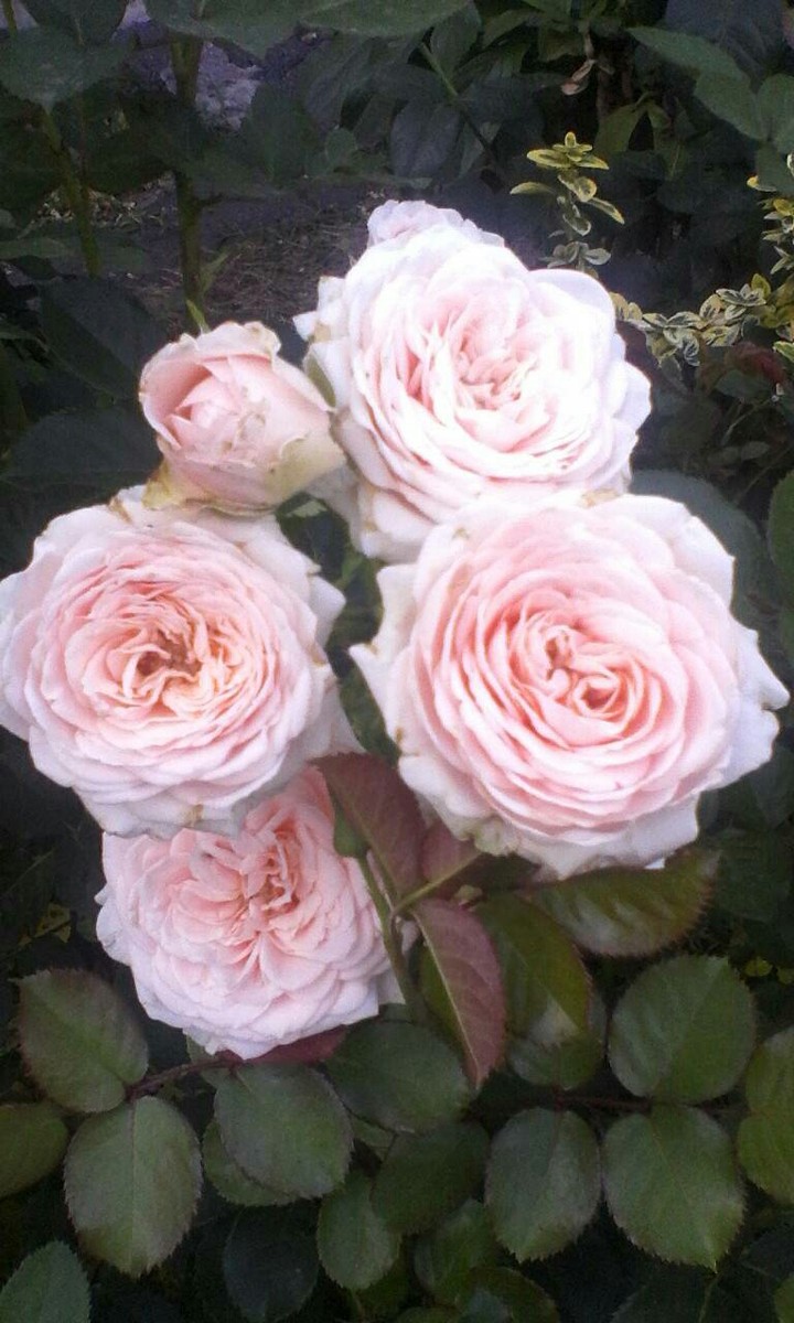 rose