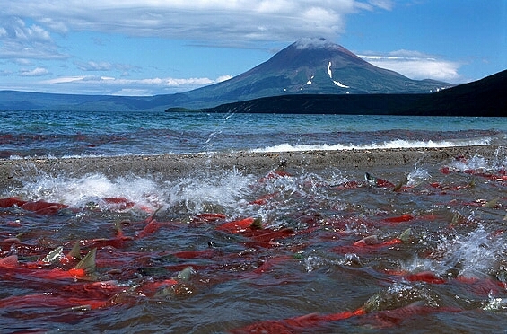 Kamchatka like the fishing