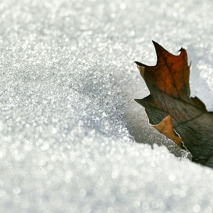snow