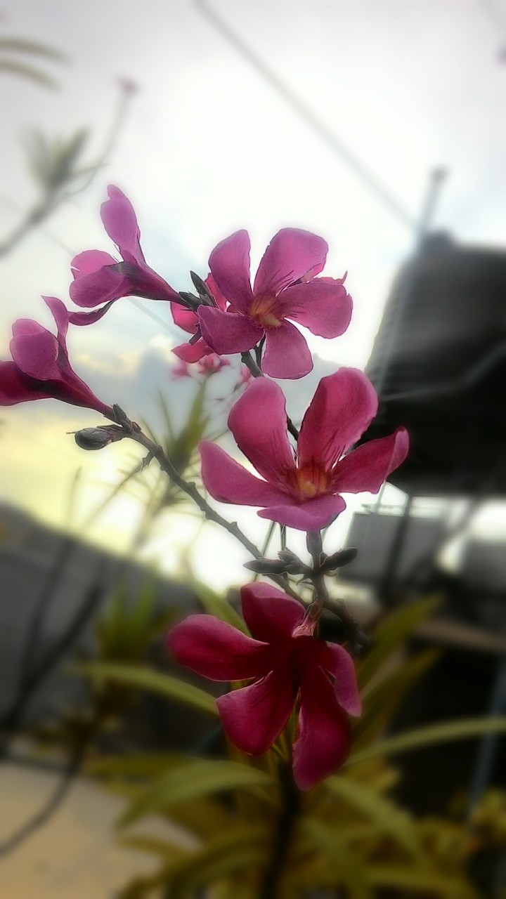 The pink flower!