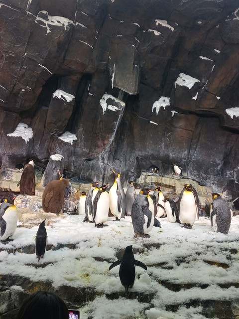 papéis de parede Penguin, beak