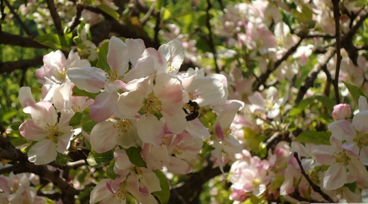Apple tree in bloom