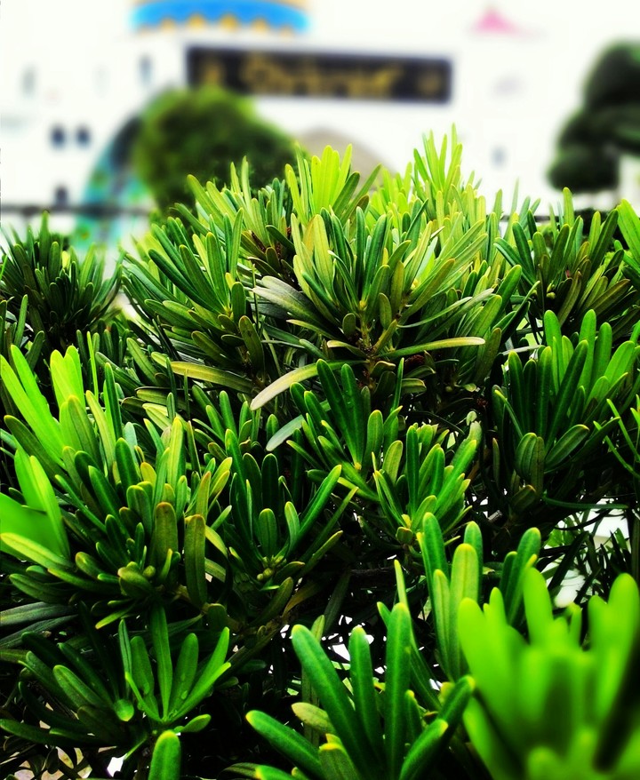 green