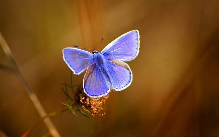 Butterfly Bright Beautiful Wings Patterns