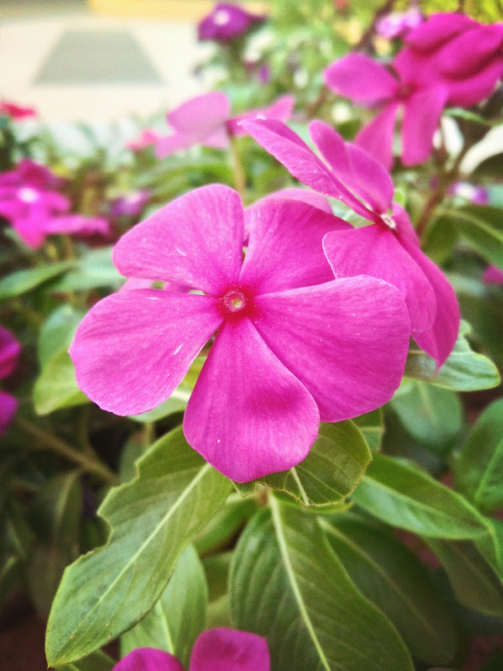 periwinkle